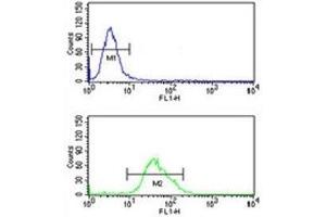 FOXG1 antibody flow cytometric analysis of U251 cells (green) compared to a negative control (blue). (FOXG1 antibody  (AA 225-252))