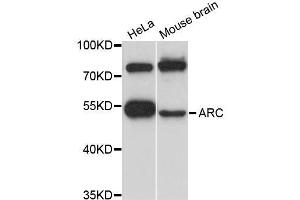 Western blot analysis of extracts of various cell lines, using ARC antibody (ABIN5995970) at 1:3000 dilution. (ARC antibody)