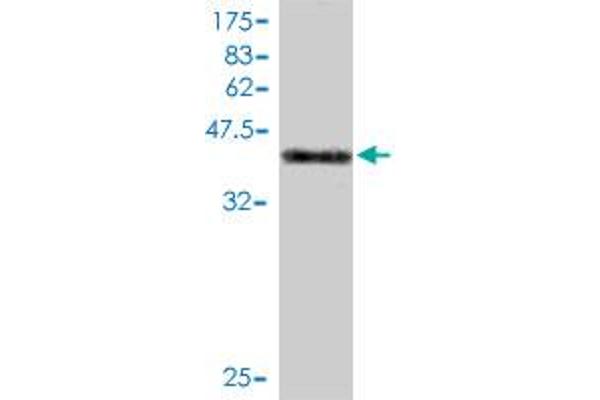 DYDC1 anticorps  (AA 1-177)