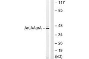 Western Blotting (WB) image for anti-Aurora Kinase A (AURKA) (AA 311-360) antibody (ABIN2888907) (Aurora A antibody  (AA 311-360))