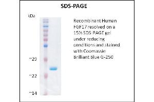 SDS-PAGE (SDS) image for Fibroblast Growth Factor 17 (FGF17) (Active) protein (ABIN5509476) (FGF17 Protein)