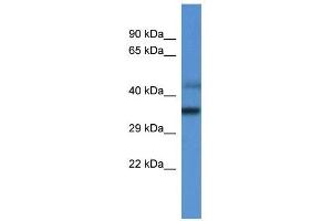 Western Blot showing MRPL45 antibody used at a concentration of 1. (MRPL45 antibody  (C-Term))