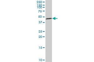 HSDL2 MaxPab polyclonal antibody. (HSDL2 antibody  (AA 1-418))