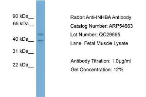 WB Suggested Anti-INHBA  Antibody Titration: 0. (INHBA antibody  (N-Term))