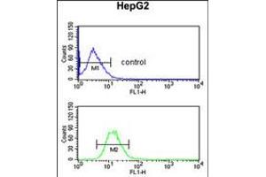 Flow cytometric analysis of HepG2 cells (bottom histogram) compared to a negative control cell (top histogram). (FBLN4 antibody  (C-Term))