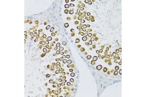 Immunohistochemistry of paraffin-embedded rat testis using PIWIL1 antibody. (PIWIL1 antibody)