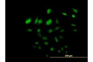 FAM110B antibody  (AA 1-370)