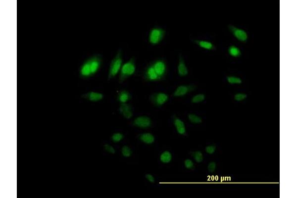 FAM110B antibody  (AA 1-370)