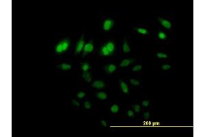 Immunofluorescence of purified MaxPab antibody to C8orf72 on HeLa cell. (FAM110B antibody  (AA 1-370))