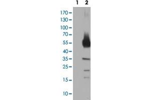 Western Blot analysis of HEK293T cells transfected with the Lane 1: pCMV6-ENTRY control and Lane 2: pCMV6-ENTRY TH cDNA for 48 hrs (5 ug/lane) using TH monoclonal antibody, clone 1D8 . (Tyrosine Hydroxylase antibody)