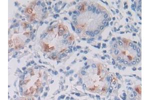 DAB staining on IHC-P; Samples: Human Stomach Tissue (LPHN3 antibody  (AA 1105-1447))