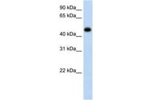 Image no. 1 for anti-Hydroxyacid Oxidase (Glycolate Oxidase) 1 (HAO1) (AA 251-300) antibody (ABIN6736638) (HAO1 antibody  (AA 251-300))