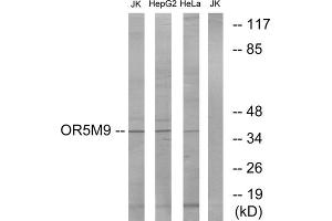 Western blot analysis of extracts from Jurkat cells, HepG2 cells and HeLa cells, using OR5M9 antibody.