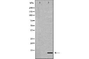 Western blot analysis of Hela whole cell lysates, using Histone H4K20me1 Antibody. (Histone H4 antibody  (meLys20))