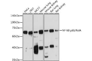 Western blot analysis of extracts of various cell lines, using NF-kB p65/RelA Rabbit pAb (ABIN3016234, ABIN3016235, ABIN3016236 and ABIN6219643) at 1:1000 dilution. (NF-kB p65 antibody  (AA 50-180))