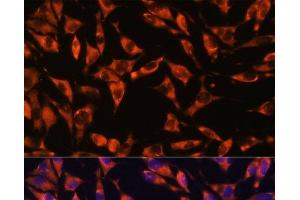 Immunofluorescence analysis of L929 cells using JAG2 Polyclonal Antibody at dilution of 1:100. (JAG2 antibody)