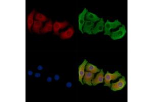 ABIN6264321 and ABIN6278365 staining Hela cells by IF/ICC.
