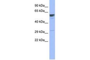 Image no. 1 for anti-Zinc Finger Protein 146 (ZNF146) (AA 143-192) antibody (ABIN6742606)