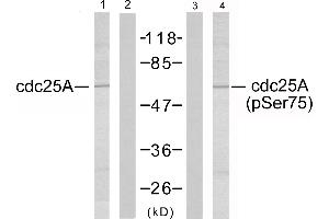 Western blot analysis of extracts from A2780 cells using cdc25A (Ab-75) antibody and cdc25A (phospho-Ser75) antibody. (CDC25A antibody  (pSer75))