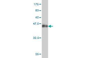 ANKRA2 antibody  (AA 1-98)