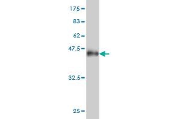 ANKRA2 antibody  (AA 1-98)