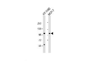 Western Blot at 1:2000 dilution Lane 1: HT-1080 whole cell lysate Lane 2: MCF-7 whole cell lysate Lysates/proteins at 20 ug per lane. (RHBDF2 antibody  (N-Term))