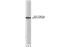 Western Blotting (WB) image for anti-Protein tyrosine Phosphatase, Non-Receptor Type 11 (PTPN11) (AA 1-177) antibody (ABIN968069) (PTPN11 antibody  (AA 1-177))