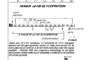 Diagram of human Fetuin/alpha2-HS-glycoprotein. (Fetuin A antibody)