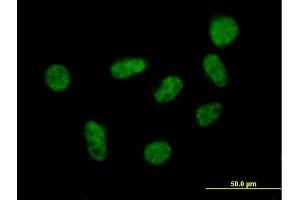 Immunofluorescence of purified MaxPab antibody to SART1 on HeLa cell. (SART1 antibody  (AA 1-800))