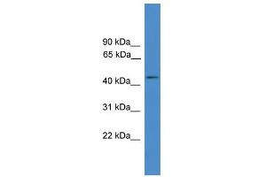 WB Suggested Anti-GPR83 Antibody Titration: 0. (GPR83 antibody  (C-Term))