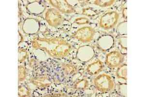 Immunohistochemistry of paraffin-embedded human kidney tissue using ABIN7142377 at dilution of 1:100 (MRPL21 antibody  (AA 40-205))
