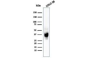 Western Blot Analysis of COLO-38 cell lysate using gp100 / Melanosome MAb (HMB45). (Melanoma gp100 antibody)