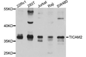 Western blot analysis of extracts of various cell lines, using TICAM2 antibody (ABIN5974888) at 1/1000 dilution.