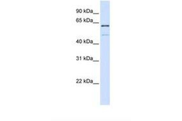 METTL16 antibody  (AA 38-87)