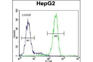 LRC40 Antibody (C-term) (ABIN654977 and ABIN2844617) flow cytometric analysis of HepG2 cells (right histogram) compared to a negative control cell (left histogram). (LRRC40 antibody  (C-Term))