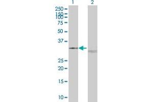 Western Blot analysis of UCP2 expression in transfected 293T cell line by UCP2 MaxPab polyclonal antibody.