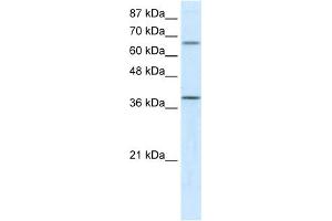 WB Suggested Anti-ACADM Antibody Titration:  5.