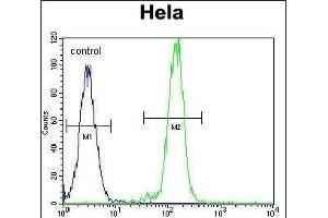 AKT2 Antibody (N-term) (ABIN391021 and ABIN2841191) flow cytometric analysis of Hela cells (right histogram) compared to a negative control cell (left histogram). (AKT2 antibody  (N-Term))