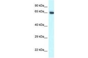 Image no. 1 for anti-Chaperonin Containing TCP1, Subunit 7 (Eta) (CCT7) (C-Term) antibody (ABIN6747670) (CCT7 antibody  (C-Term))