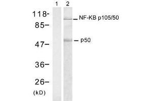 Western blot analysis of extract from HT-29 cells using NF-κB p105/p50 (Ab-337) antibody (E021017, Lane 1 and 2). (NFKB1 antibody)