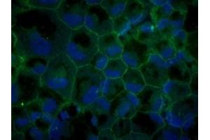 Immunofluorescence (IF) image for anti-Tight Junction Protein 1 (TJP1) (C-Term) antibody (ABIN6254231)