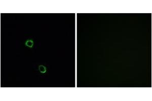 Immunofluorescence analysis of MCF7 cells, using OR2M2 Antibody.