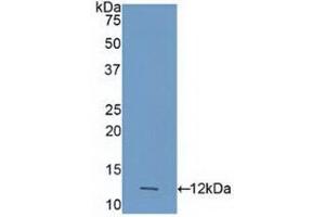 Western blot analysis of recombinant Human CASP4. (Caspase 4 antibody  (AA 290-377))