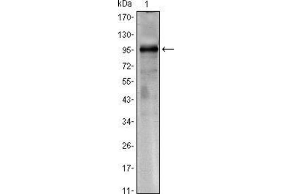 CRTC1 antibody