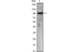 Western blot analysis using CRTC1 mouse mAb against CRTC1(AA: 1-353)-hIgGFc transfected HEK293 cell lysate.