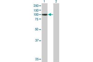 Western Blot analysis of AGBL2 expression in transfected 293T cell line by AGBL2 MaxPab polyclonal antibody. (AGBL2 antibody  (AA 1-902))