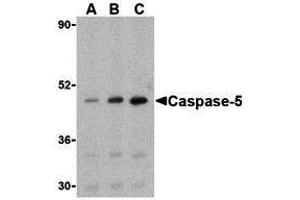 Western Blotting (WB) image for anti-Caspase 5, Apoptosis-Related Cysteine Peptidase (CASP5) (Middle Region) antibody (ABIN1030901) (CASP5 antibody  (Middle Region))