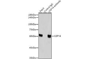 Immunoprecipitation analysis of 300 μg extracts of HeLa cells using 3 μg USP14 antibody (ABIN7271143). (USP14 antibody)