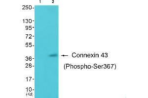 Western blot analysis of extracts from K562 cells, using Connexin43 (Phospho-Ser367) antibody. (Connexin 43/GJA1 antibody  (pSer367))