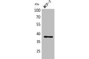 Western Blot analysis of MCF-7 cells using TPO Polyclonal Antibody. (Thrombopoietin antibody  (Internal Region))